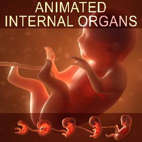 Human embryo fetus with internal organs - Animation of development 3D model